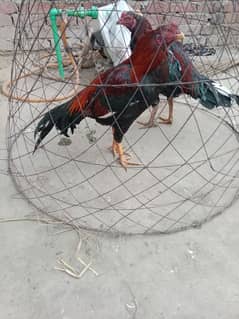 high quality patha for sale watsap cotact 03704035211