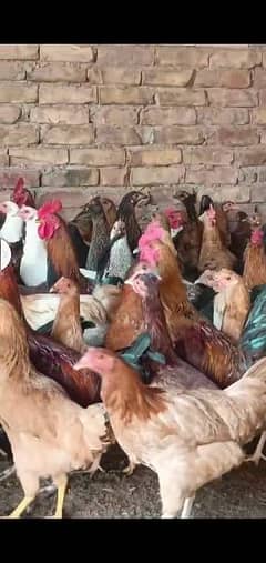 Golden Misri Hens Aseel Murgha Desi Murghi