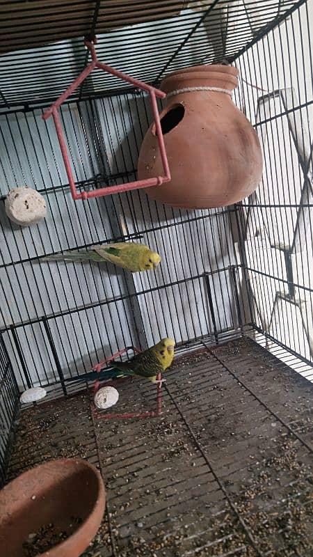 black wing bidgie and cristed budgie 0