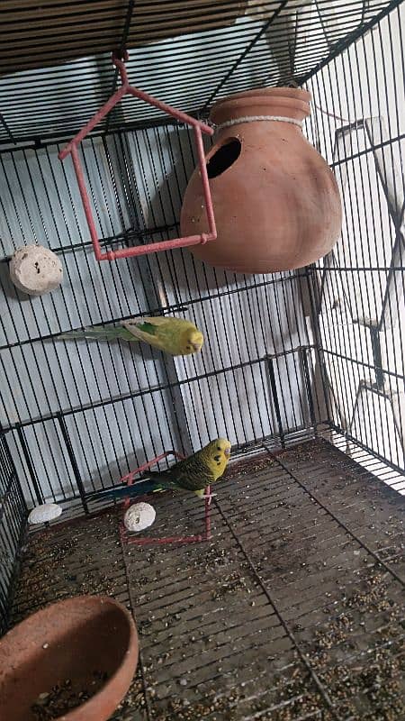 black wing bidgie and cristed budgie 1