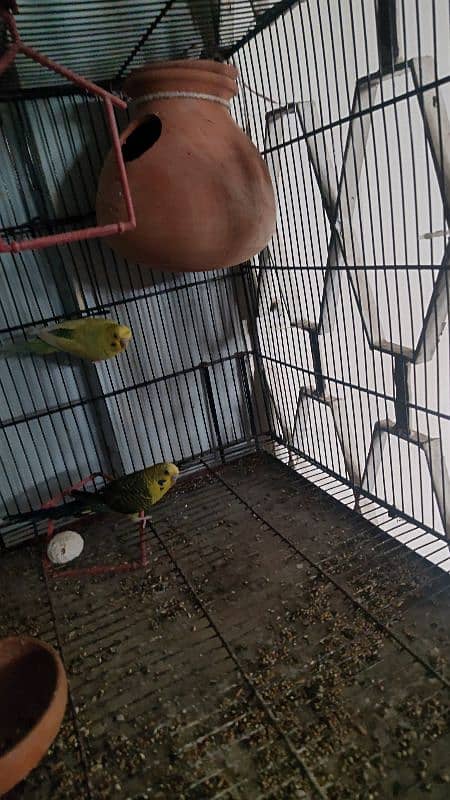 black wing bidgie and cristed budgie 2