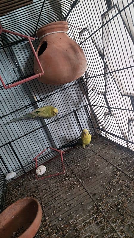 black wing bidgie and cristed budgie 3