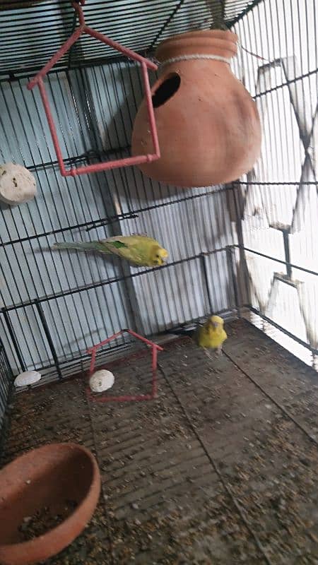 black wing bidgie and cristed budgie 4