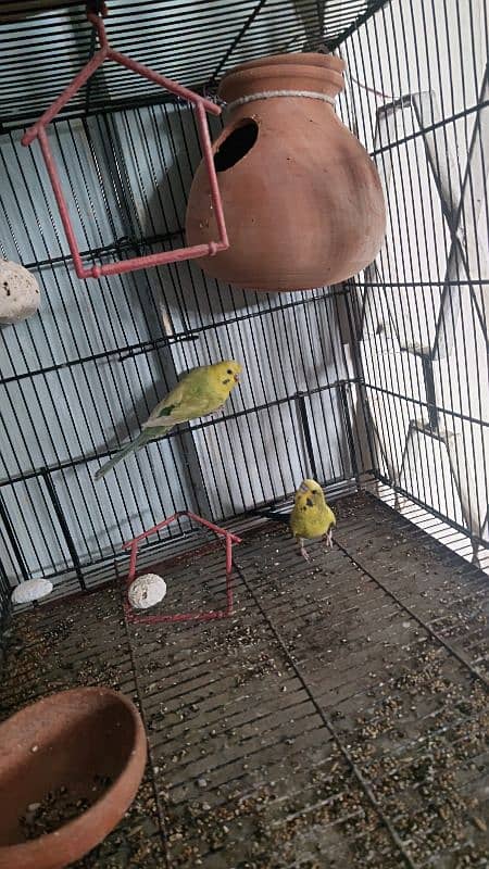 black wing bidgie and cristed budgie 5