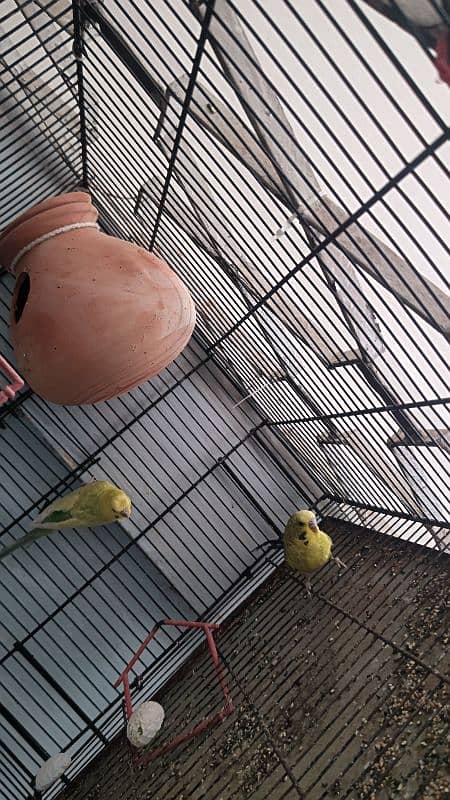 black wing bidgie and cristed budgie 6