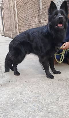 black German Shepherd long coat mail available pink Pedigree for sale