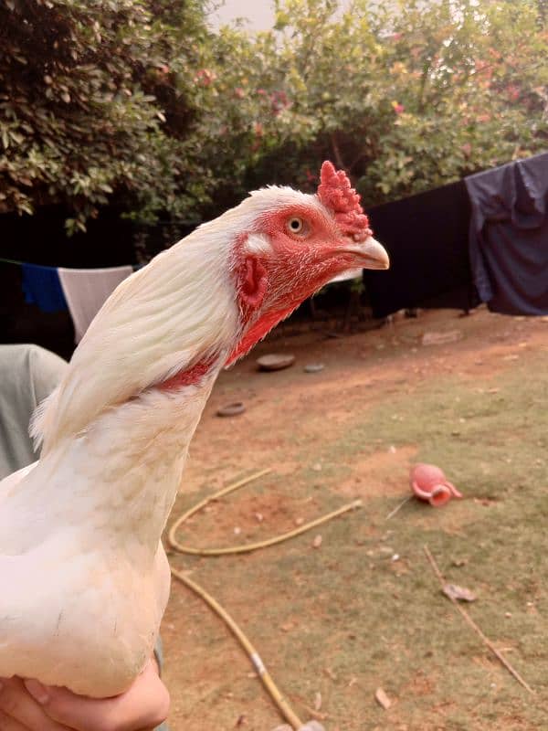 aseel hens for sale 0