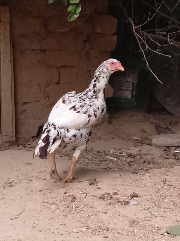 aseel hens for sale 2