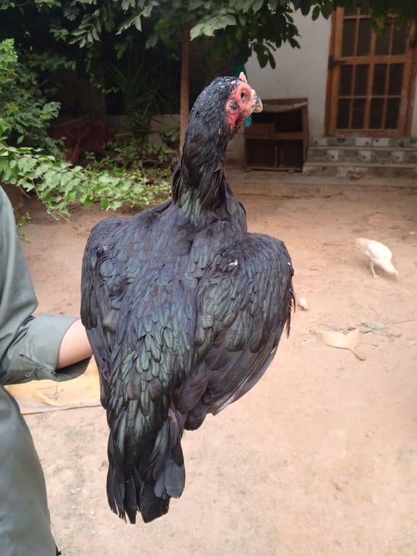 aseel hens for sale 3