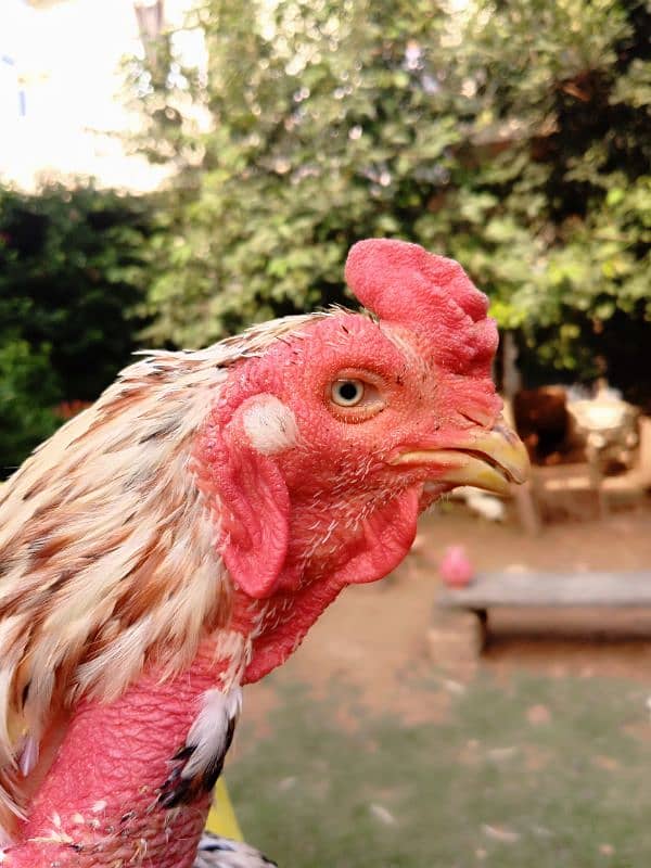 aseel hens for sale 4