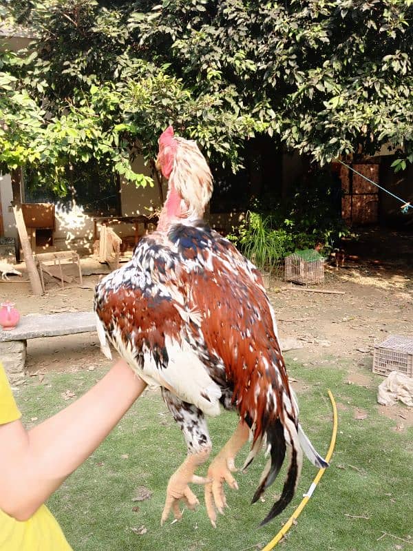 aseel hens for sale 5