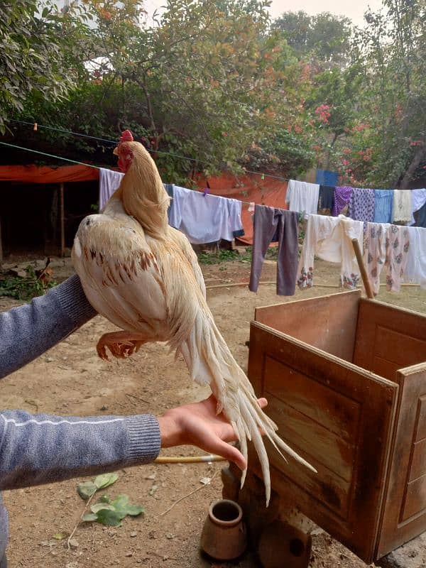 aseel hens for sale 6