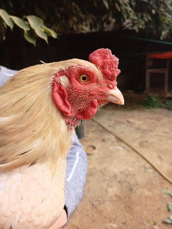 aseel hens for sale 7