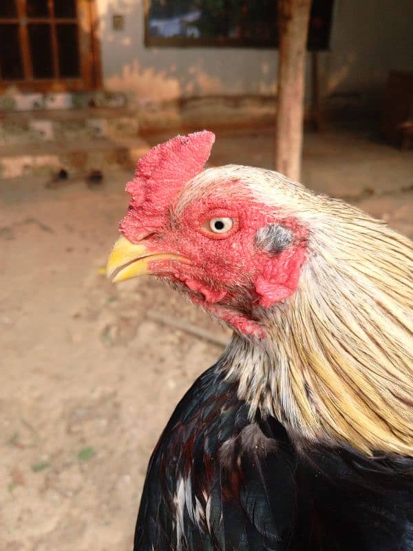 aseel hens for sale 8