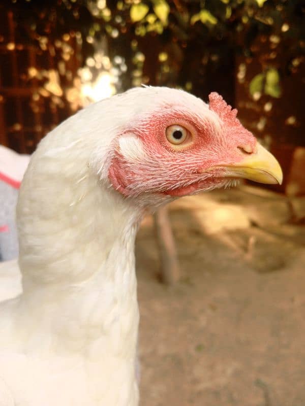 aseel hens for sale 10