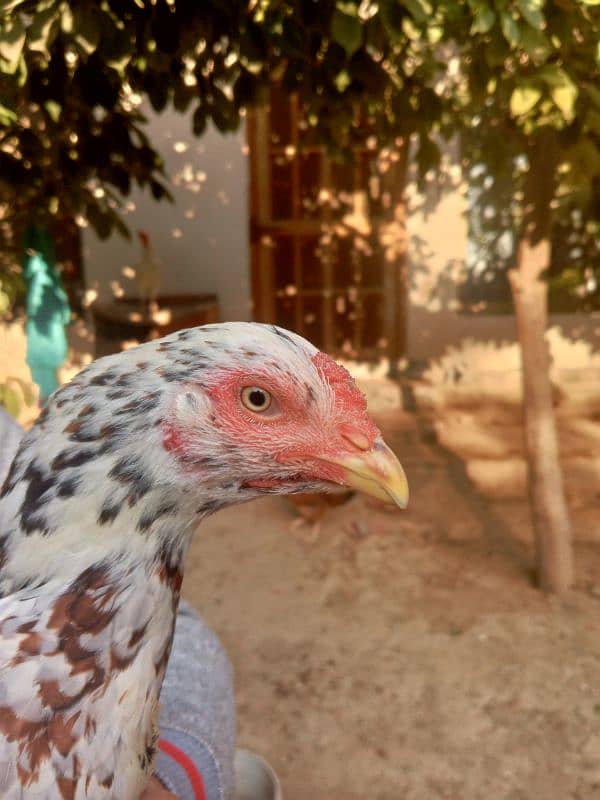 aseel hens for sale 12