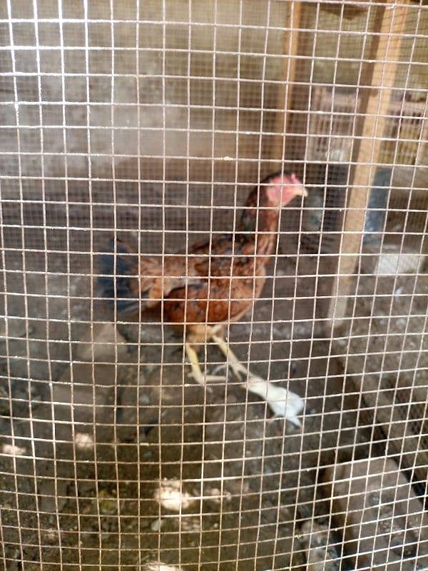 aseel hens for sale 15