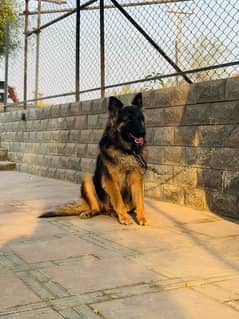 German Shepherd Male Available for sell