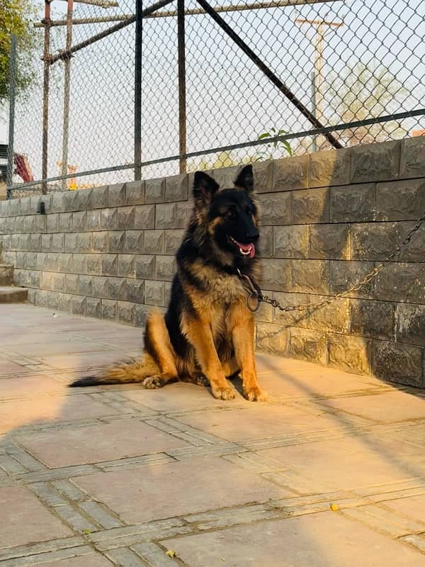 German Shepherd Male Available for sell 0