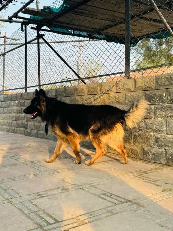 German Shepherd Male Available for sell 1