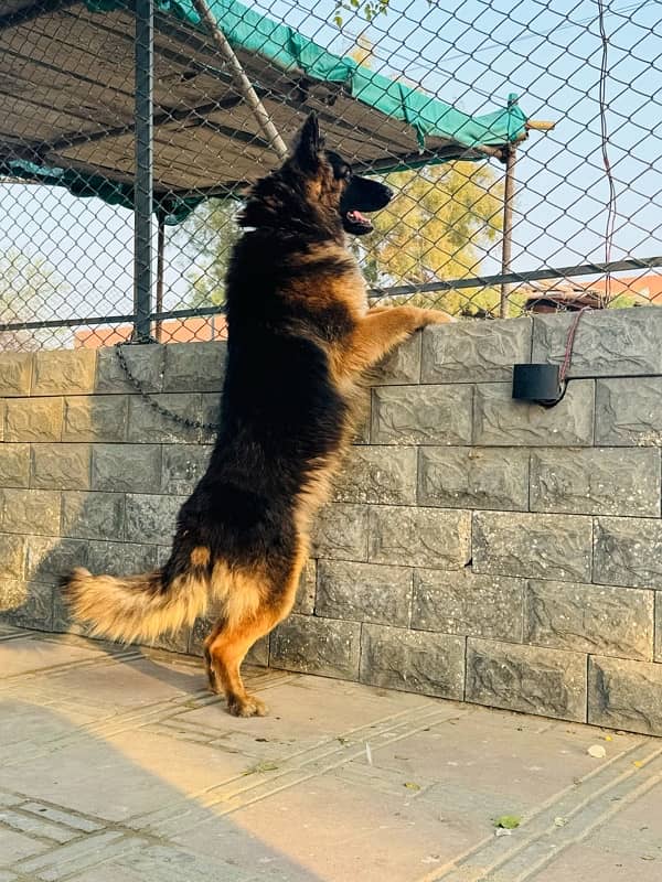 German Shepherd Male Available for sell 2