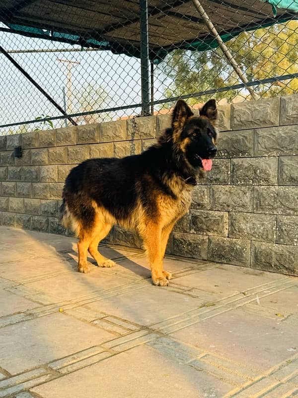 German Shepherd Male Available for sell 3