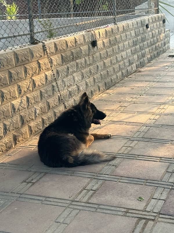 German Shepherd Male Available for sell 5