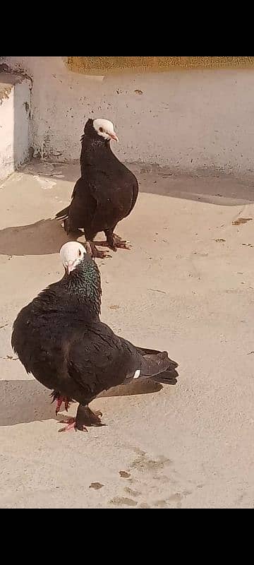 White frill and mukhi Black 2