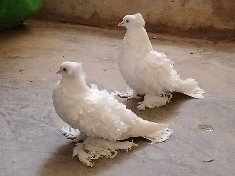 White frill and mukhi Black 3