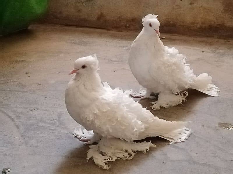 White frill and mukhi Black 4