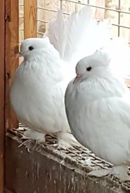 indian fantail  breeder pairs looking for new shelter 3