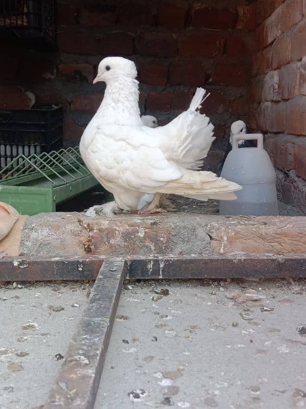 indian fantail  breeder pairs looking for new shelter 7