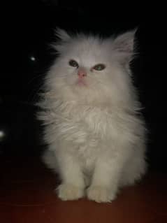 white colour triple coat persion cat full friendly vaccinated