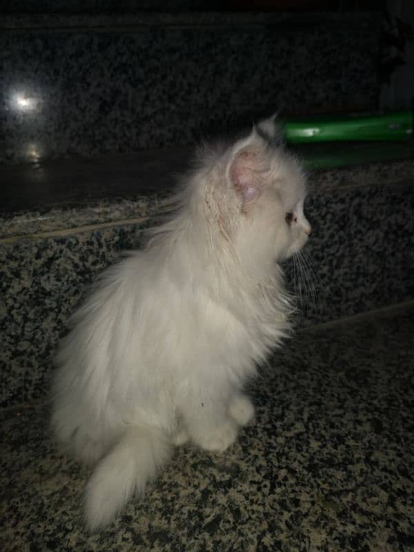 white colour triple coat persion cat full friendly vaccinated 1