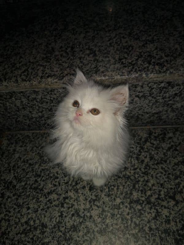 white colour triple coat persion cat full friendly vaccinated 2