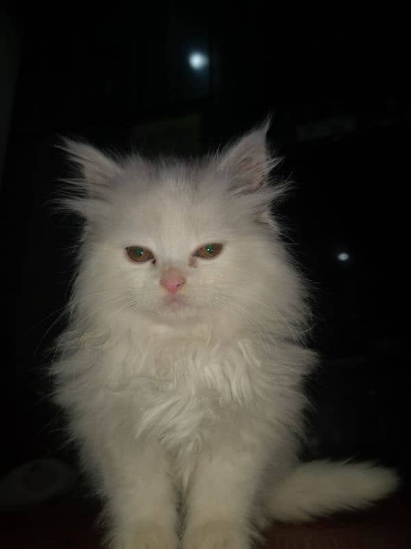 white colour triple coat persion cat full friendly vaccinated 3