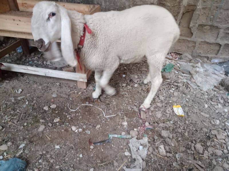 Larkana Dumba for sale. 0