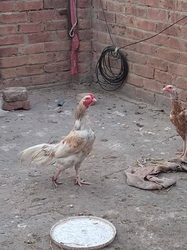 Mianwali Aseel murgi for sale 12