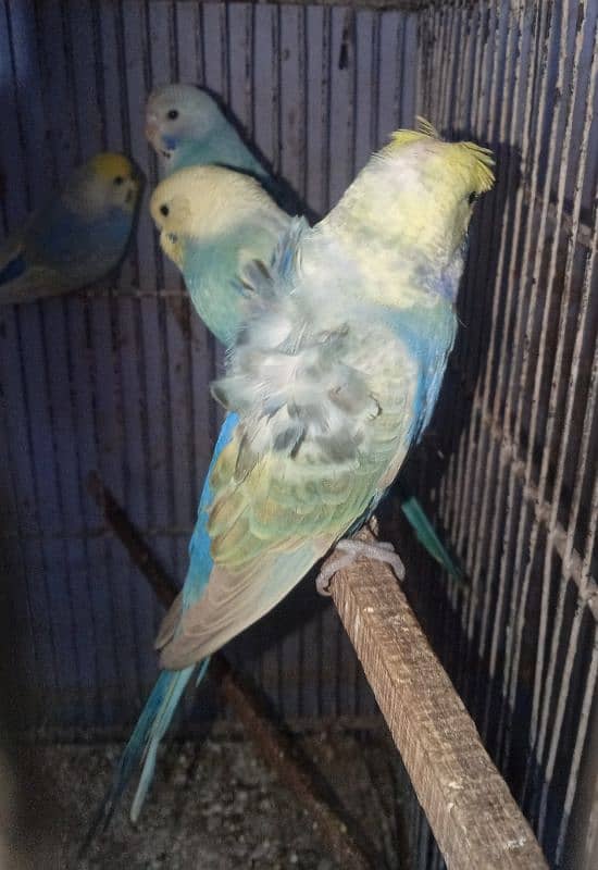 Budgies Rainbow Male 0