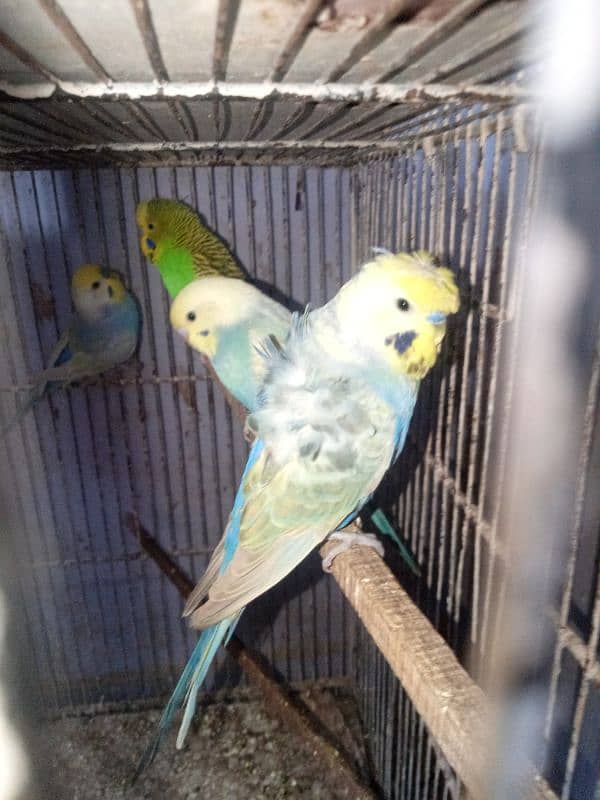 Budgies Rainbow Male 1