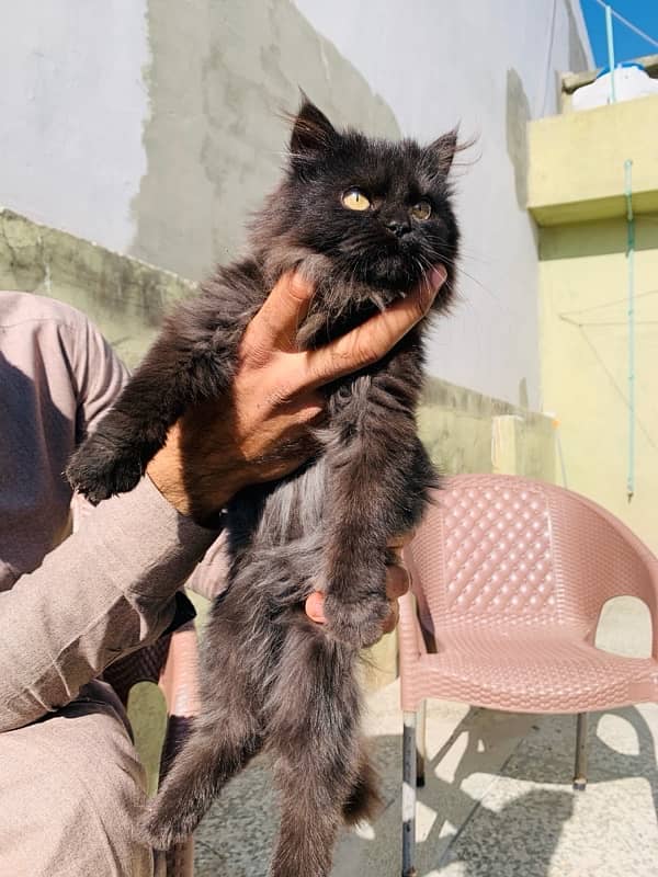 Persian kitten for sale 2