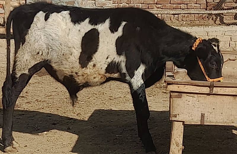 beautiful bull only 10 month old 0