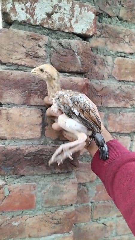 aseel mianwali 2 months old chicks 1