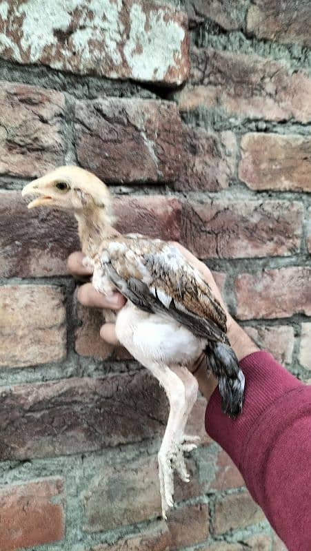 aseel mianwali 2 months old chicks 2