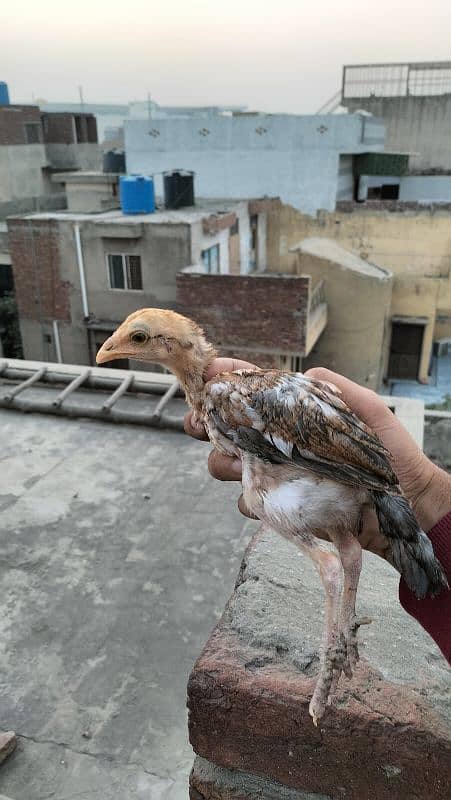 aseel mianwali 2 months old chicks 3