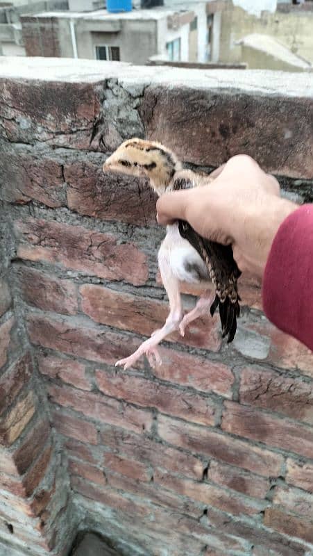 aseel mianwali 2 months old chicks 4