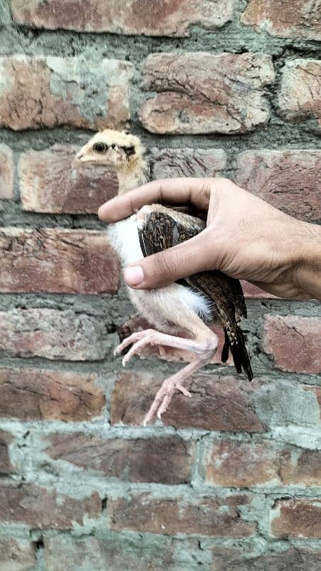 aseel mianwali 2 months old chicks 5