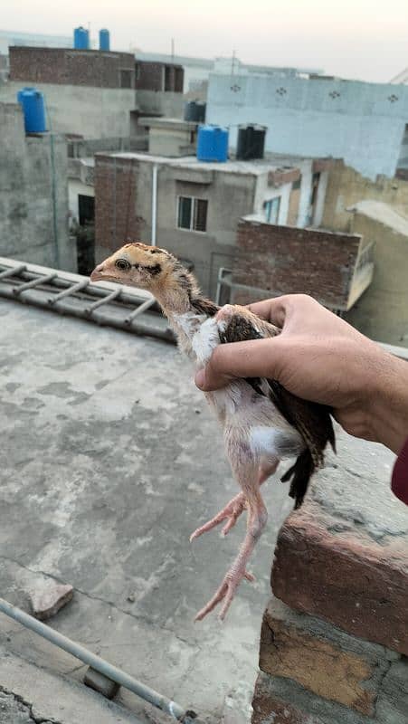 aseel mianwali 2 months old chicks 7