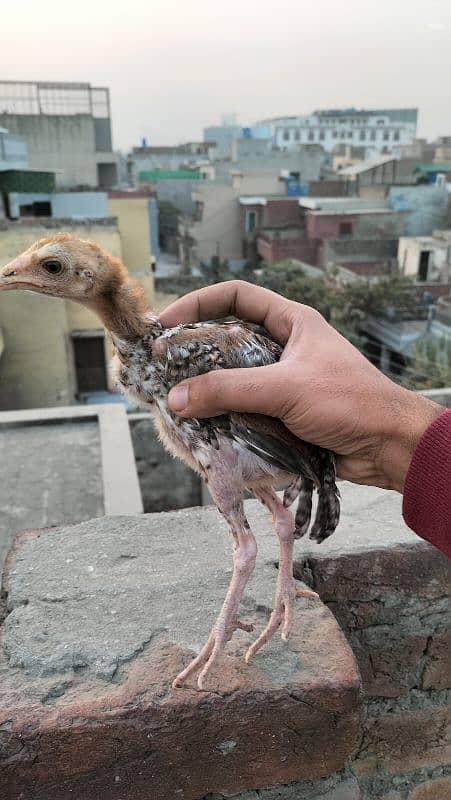 aseel mianwali 2 months old chicks 8