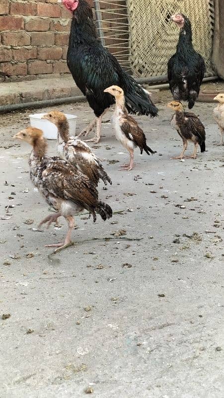 aseel mianwali 2 months old chicks 9